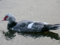 Muscovy Duck